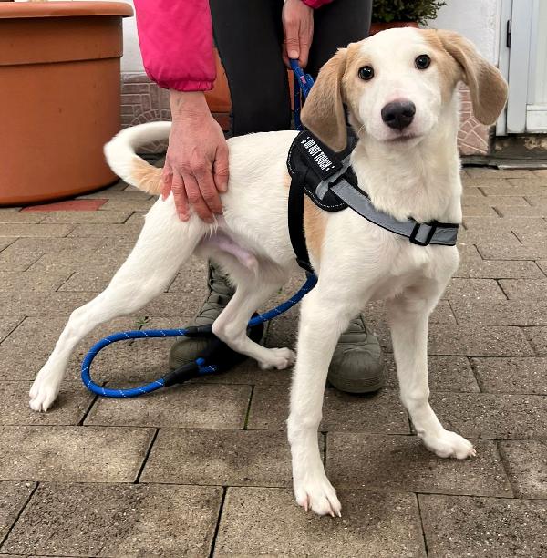 Olaf Adorabile Cucciolo